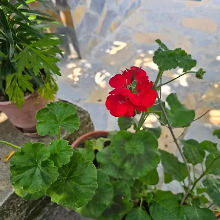 Apartment Pogradeci Pogradec