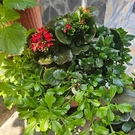 Pogradeci Apartment *