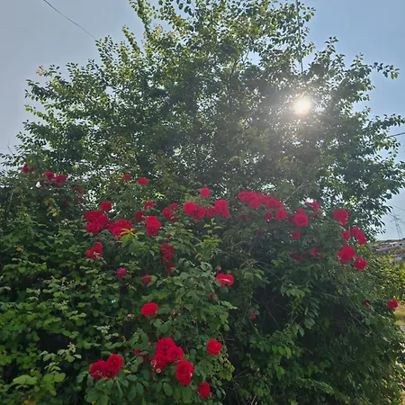Pogradeci Pogradec