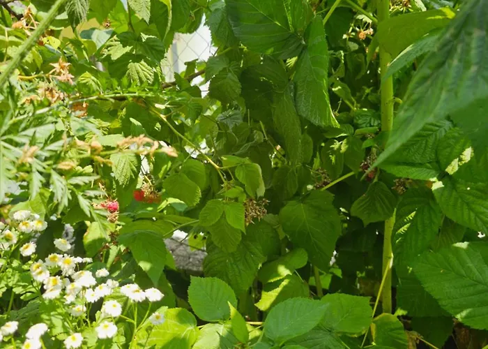 Pogradeci Appartement