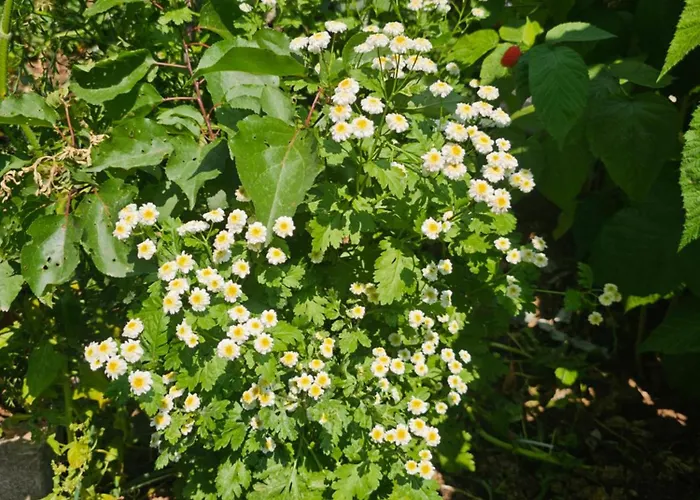 Pogradeci Appartement