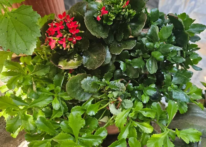 Pogradeci Appartement *